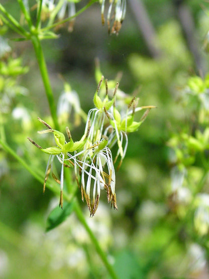 50 Purple Meadow Rue (Thalictrum Dasycarpum) Seeds