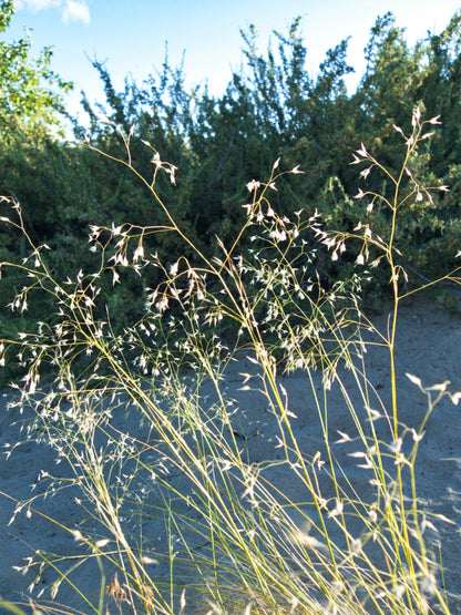 500 Indian Ricegrass Nezpar (Oryzopsis Hymenoides) Seeds