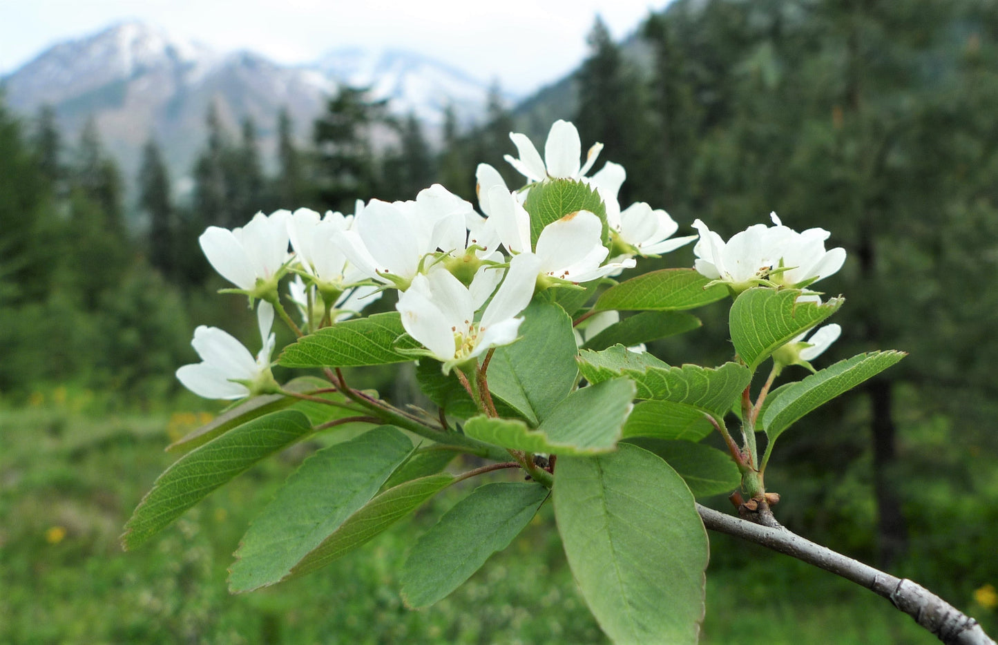20 Saskatoon Serviceberry (Amelanchier Alnifolia) Seeds