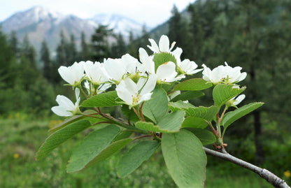 20 Saskatoon Serviceberry (Amelanchier Alnifolia) Seeds