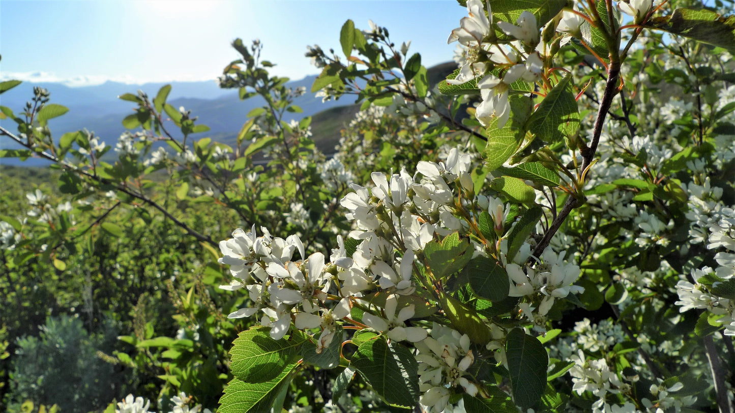 20 Saskatoon Serviceberry (Amelanchier Alnifolia) Seeds