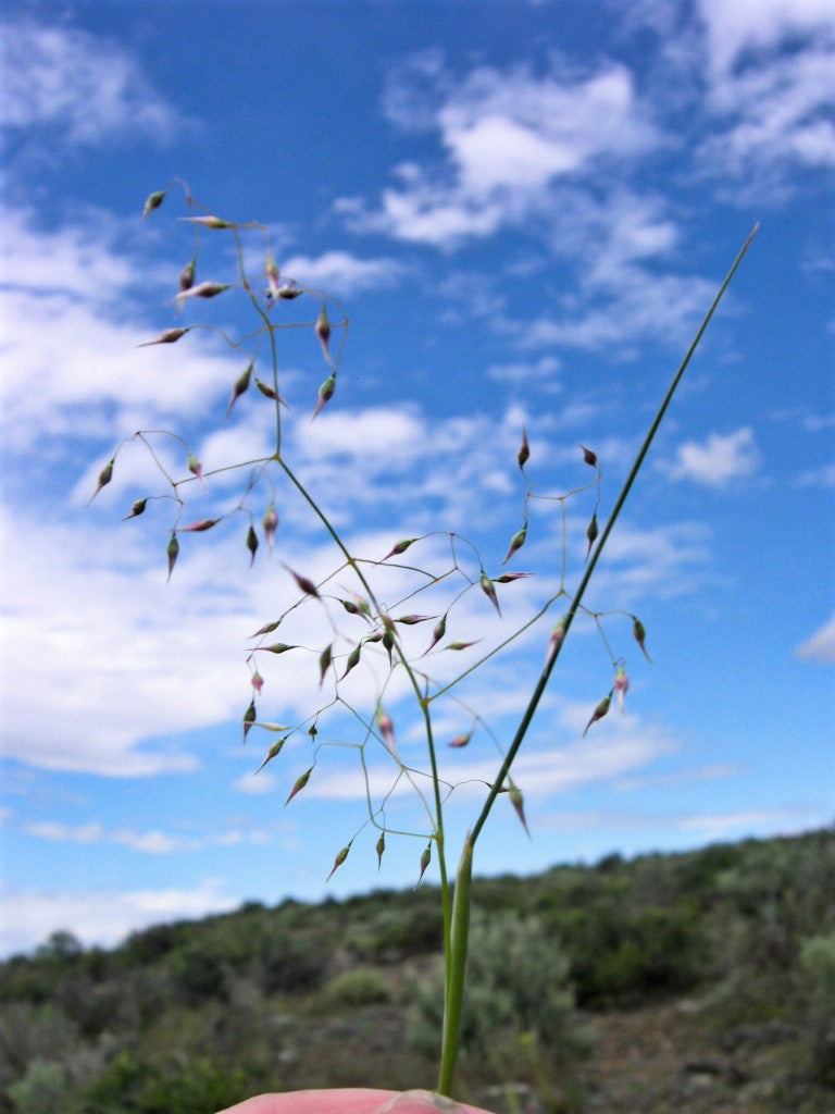 500 Indian Ricegrass Nezpar (Oryzopsis Hymenoides) Seeds