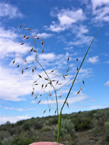 500 Indian Ricegrass Nezpar (Oryzopsis Hymenoides) Seeds