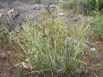 500 Indian Ricegrass Nezpar (Oryzopsis Hymenoides) Seeds