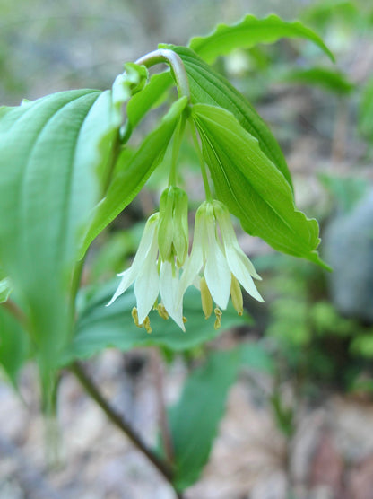 10 Hookers Fairybells (Prosartes Disporum Hookeri) Seeds