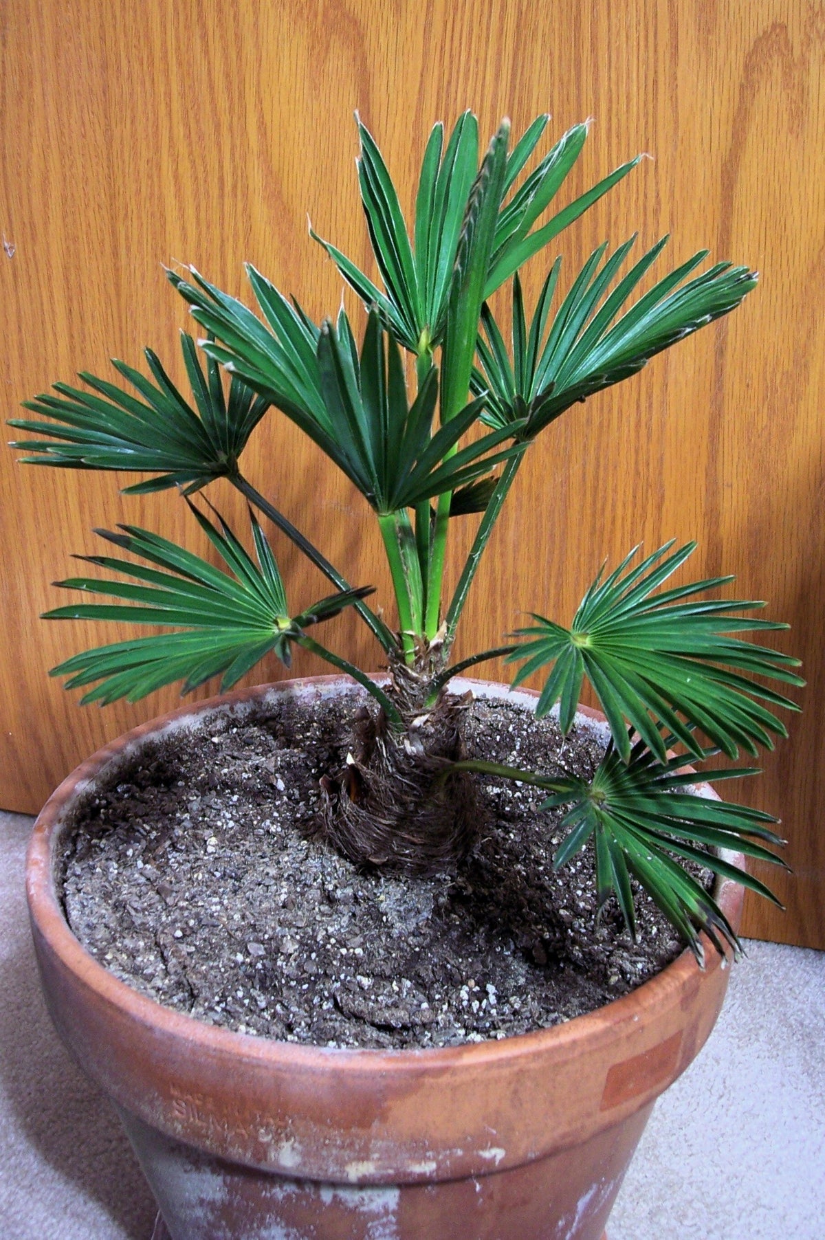 Wagner Windmill Palm (Trachycarpus fortunei 'Wagnerianus') Seeds – 10 ct