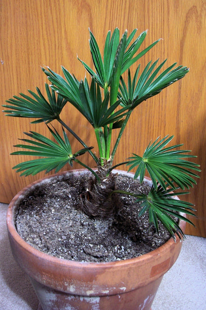 Wagner Windmill Palm (Trachycarpus fortunei 'Wagnerianus') Seeds – 10 ct