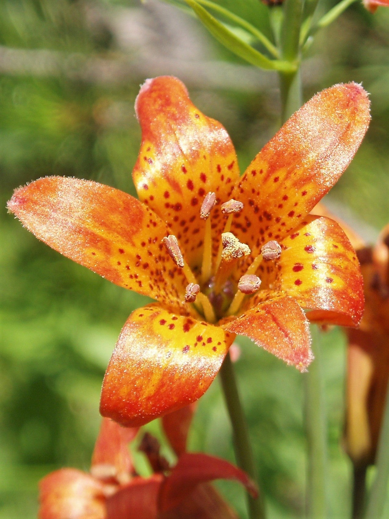 15 Western Hybrid Lily (Lillium Western Hybrids) Seeds