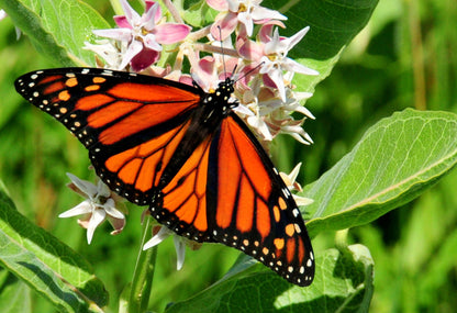 50 Showy (Greek) Milkweed (Asclepias Speciosa) Seeds