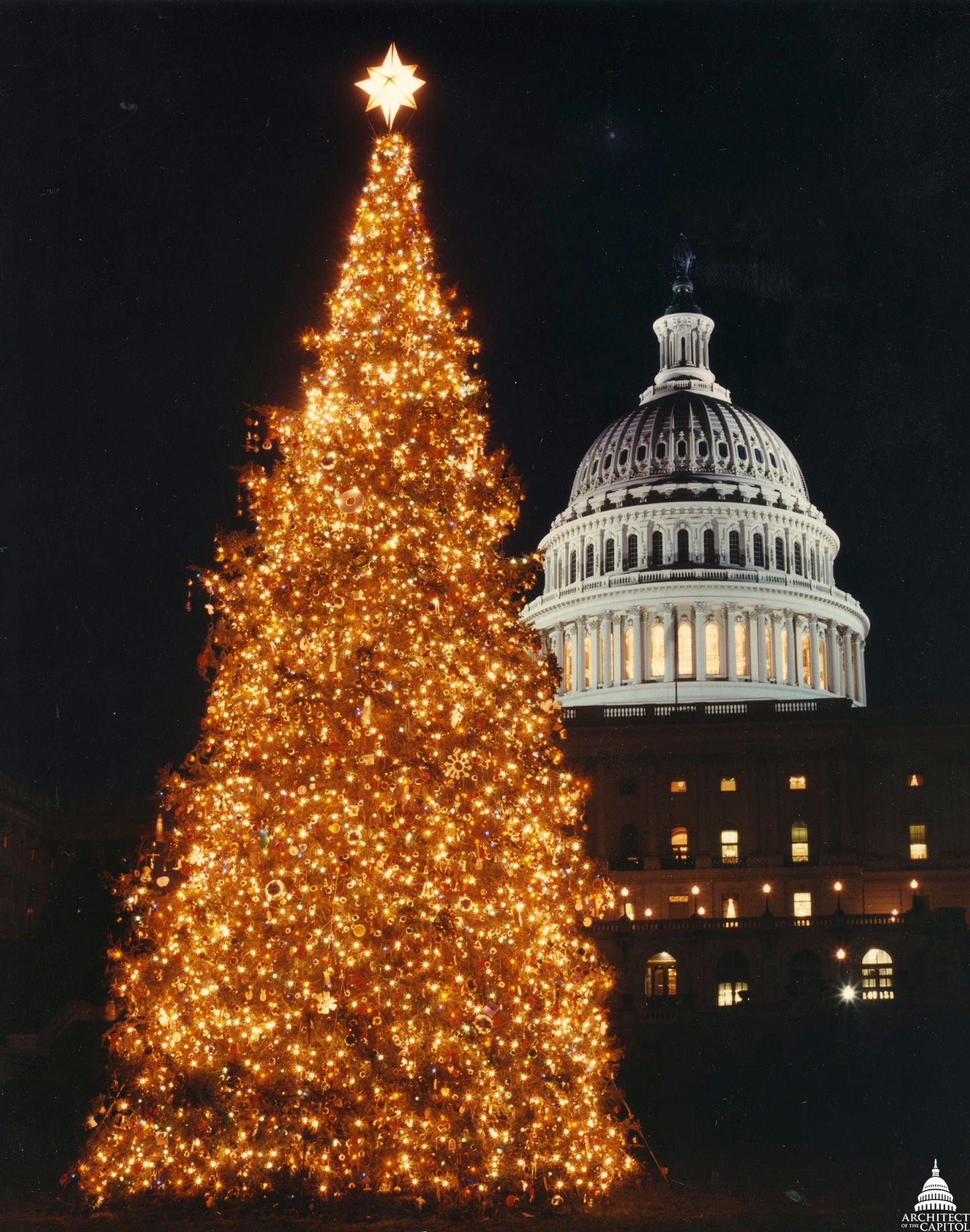 30 Balsam Fir Tree (Abies Balsamea) Seeds