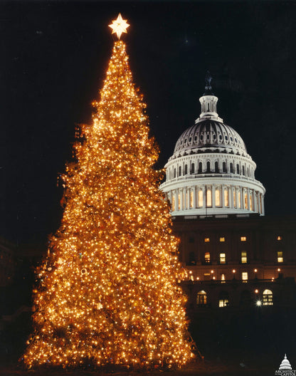 30 Balsam Fir Tree (Abies Balsamea) Seeds
