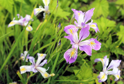 20 Oregon Iris (Iris Tenax) Seeds