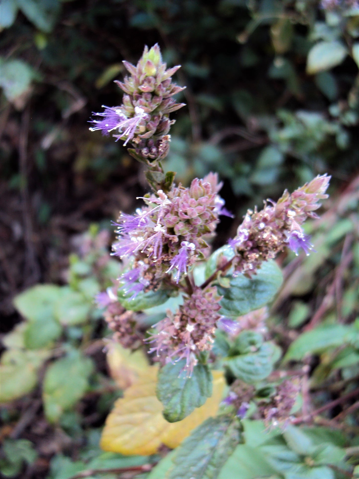 10 Indian Patchouli (Pogostemon Heyneanus) Seeds