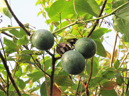 10 Sweet Granadilla/Yellow Passionfruit (Passiflora Ligularis) Seeds