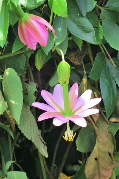 10 Banana Passion Fruit (Passiflora Mollissima) Seeds