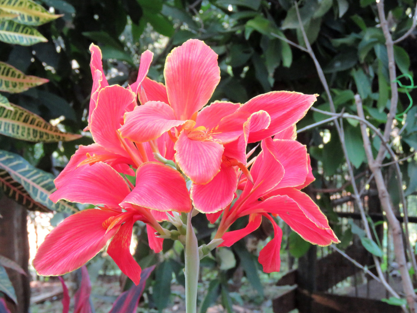 5 Mixed Canna Lily (Canna Generalis) Seeds