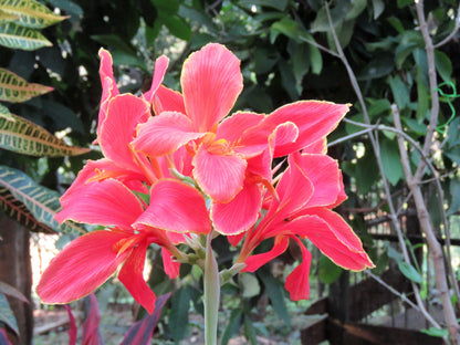 5 Mixed Canna Lily (Canna Generalis) Seeds