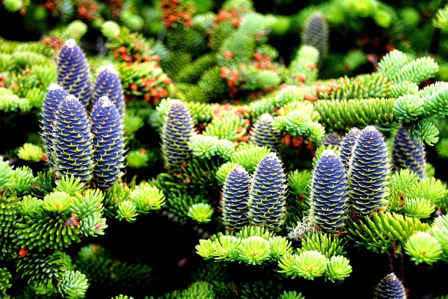 30 Balsam Fir Tree (Abies Balsamea) Seeds