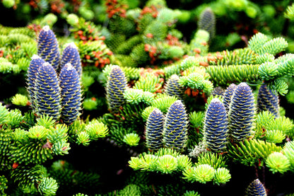 30 Balsam Fir Tree (Abies Balsamea) Seeds