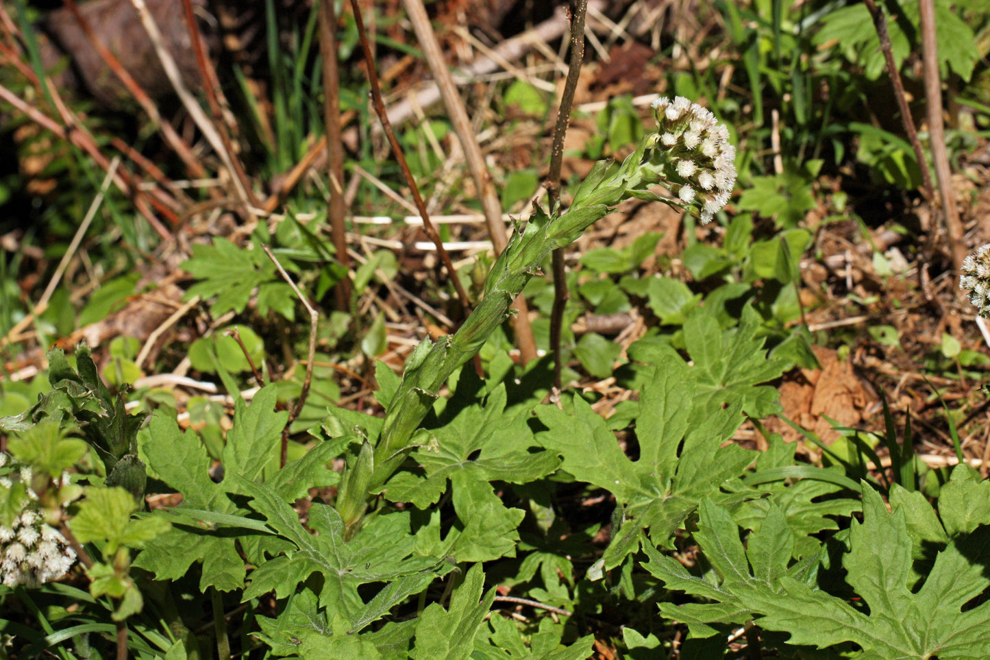 100 Arctic Coltsfoot (Petasites Frigidus) Seeds