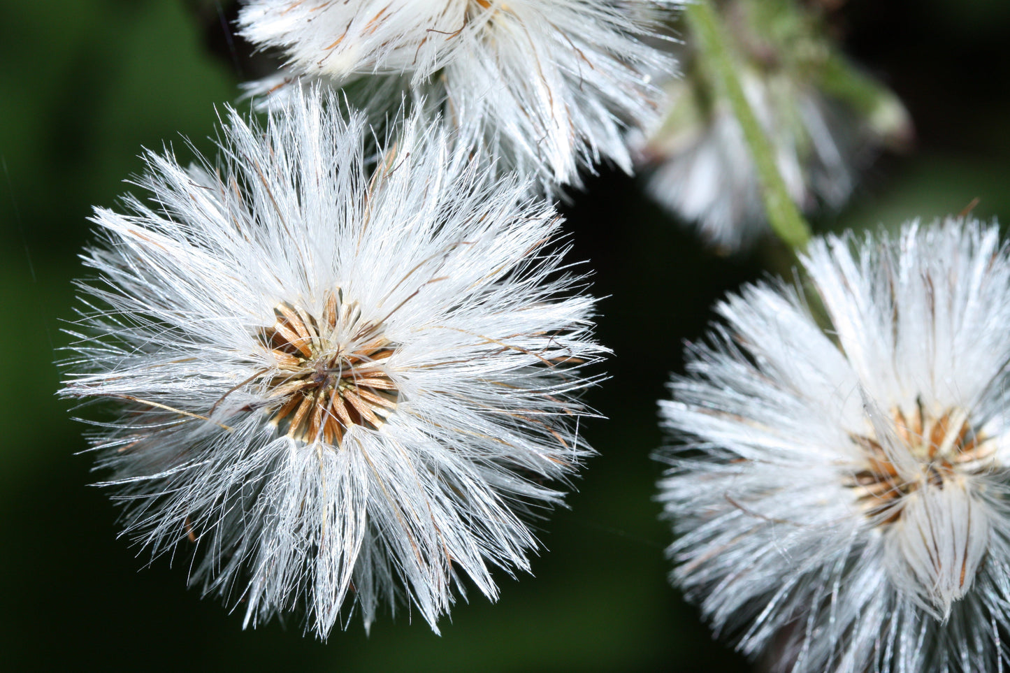 100 Arctic Coltsfoot (Petasites Frigidus) Seeds