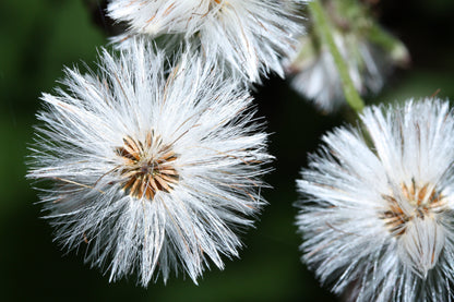 100 Arctic Coltsfoot (Petasites Frigidus) Seeds