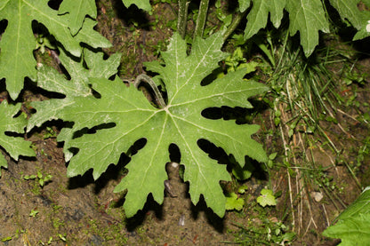 100 Arctic Coltsfoot (Petasites Frigidus) Seeds