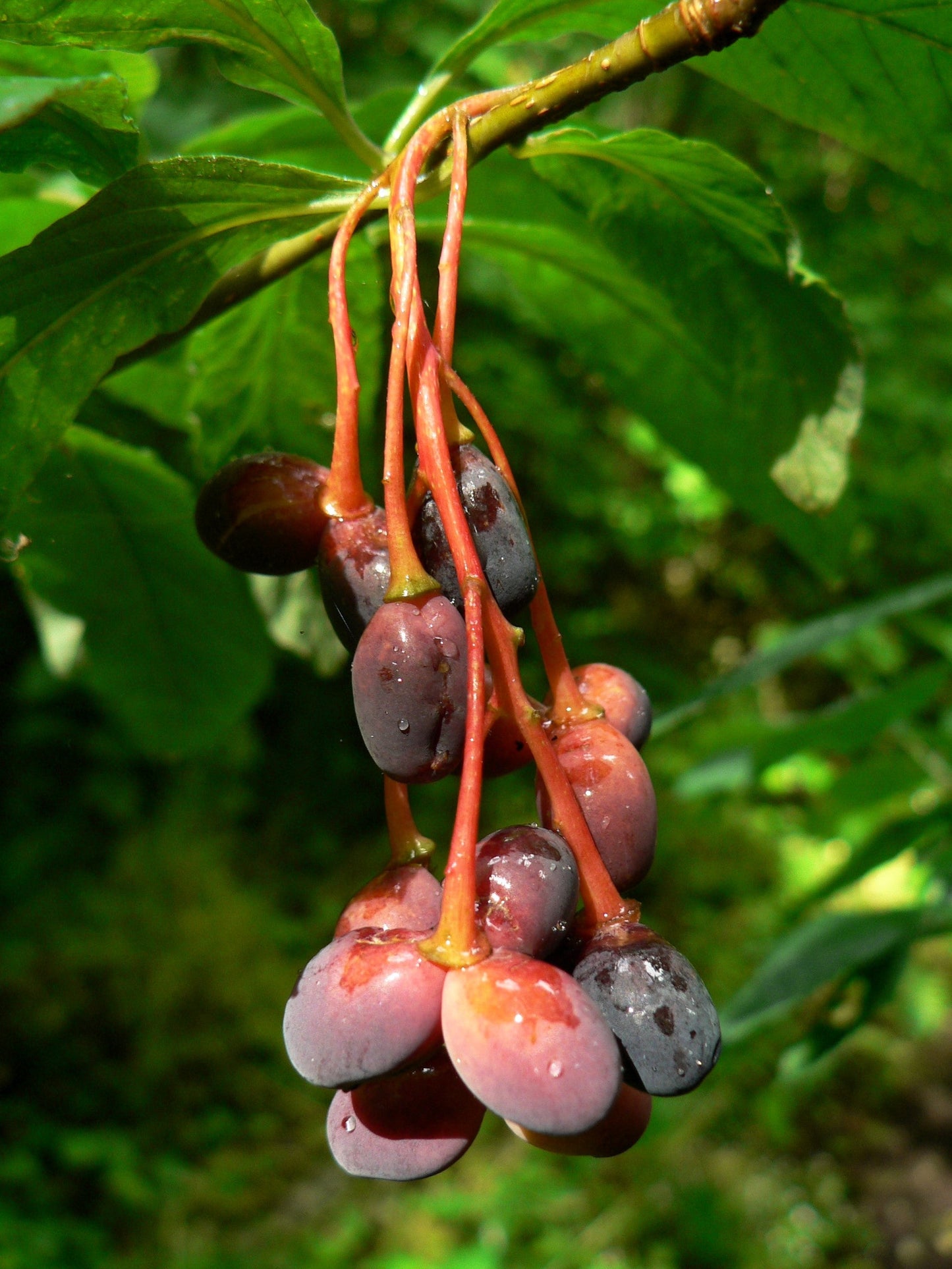 15 Indian Plum (Oemleria Cerasiformis) Seeds