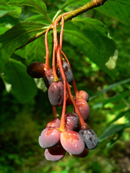 15 Indian Plum (Oemleria Cerasiformis) Seeds