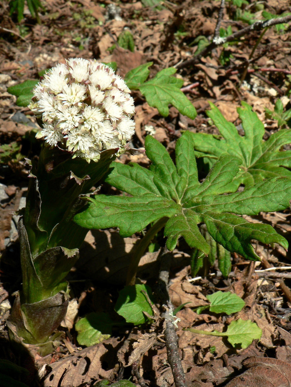 100 Arctic Coltsfoot (Petasites Frigidus) Seeds