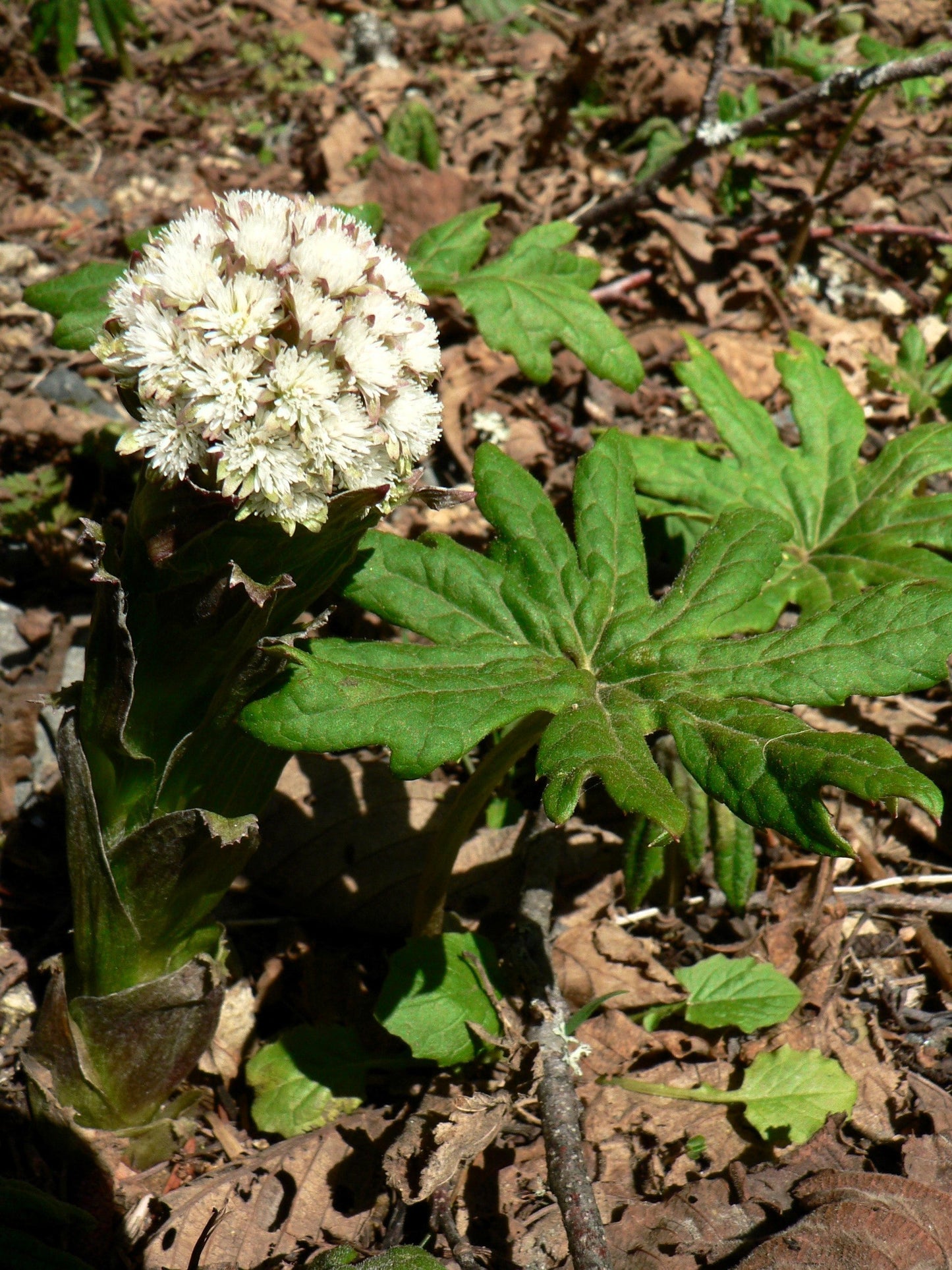 100 Arctic Coltsfoot (Petasites Frigidus) Seeds
