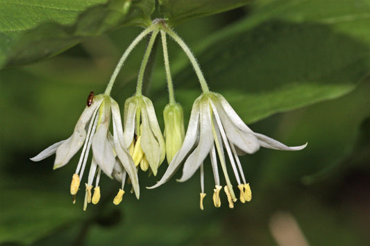 10 Hookers Fairybells (Prosartes Disporum Hookeri) Seeds