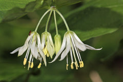 10 Hookers Fairybells (Prosartes Disporum Hookeri) Seeds