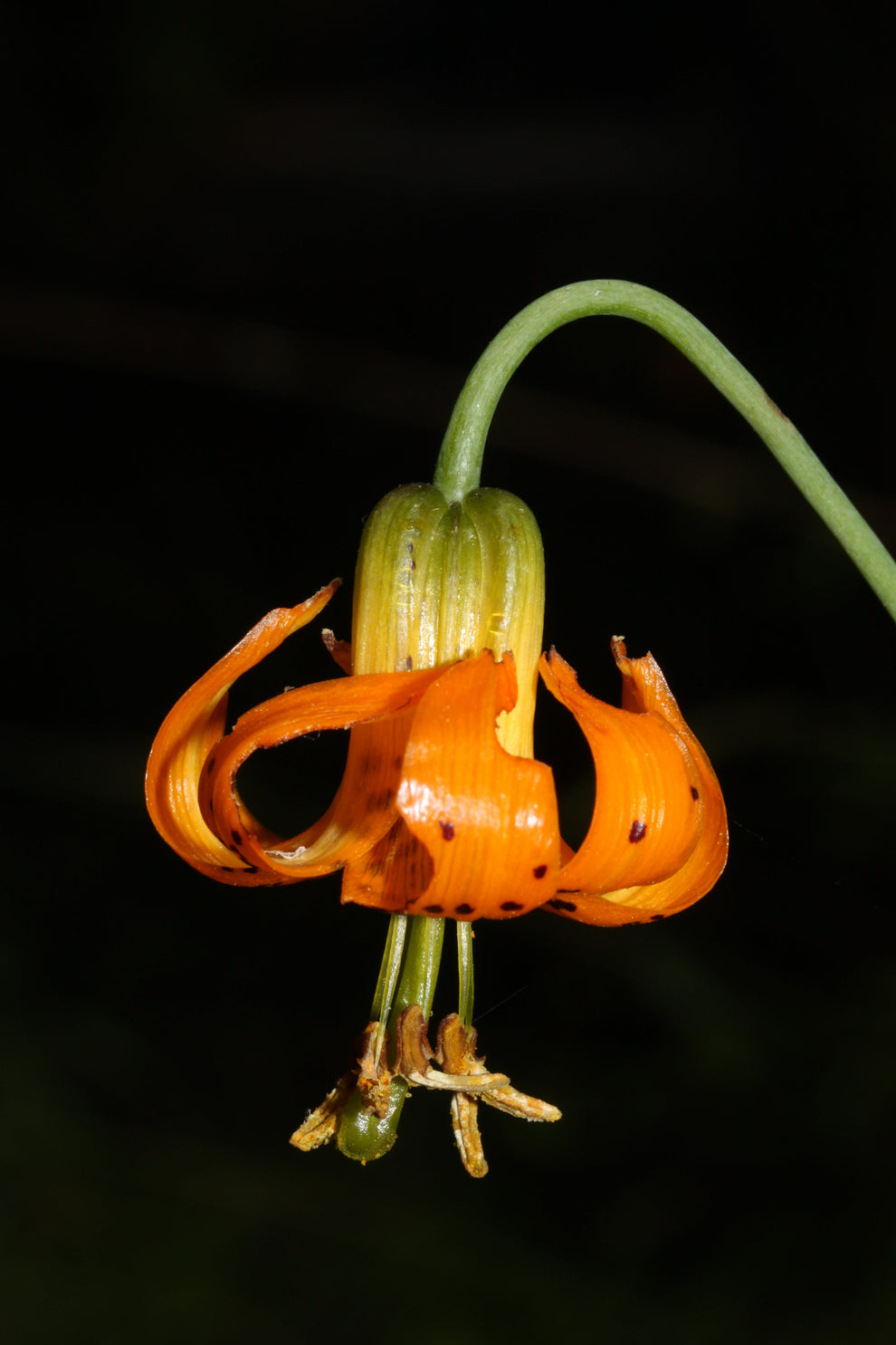 20 COLUMBIAN TIGER LILY Oregon Lily Lilium Columbianum syn. Canadense ...