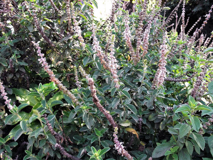 10 Indian Patchouli (Pogostemon Heyneanus) Seeds