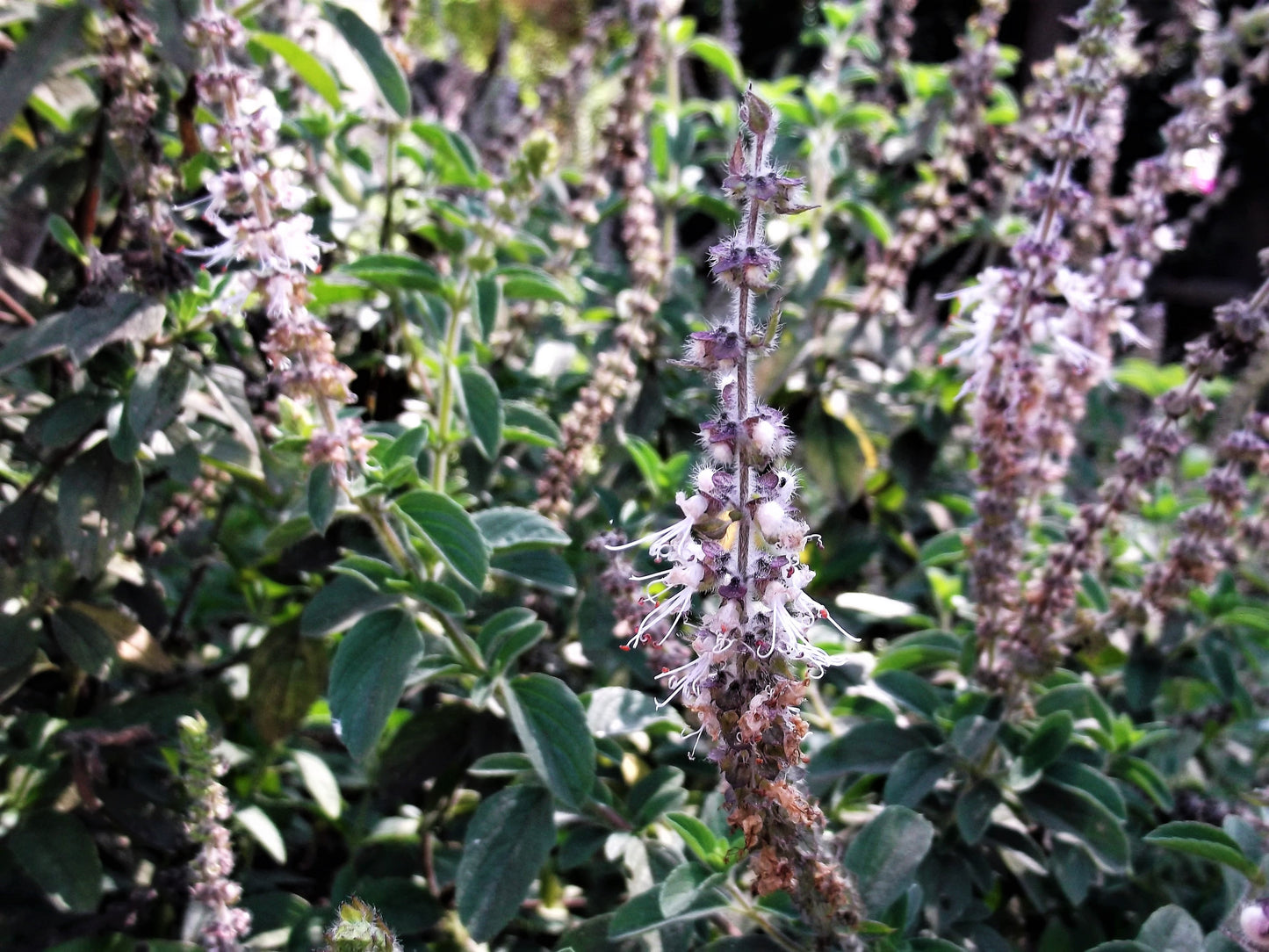10 Indian Patchouli (Pogostemon Heyneanus) Seeds
