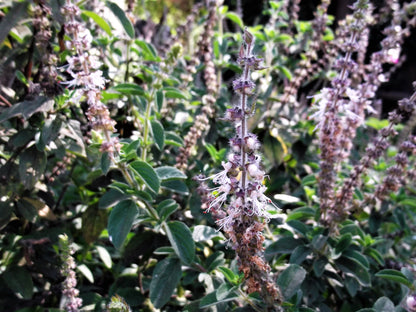 10 Indian Patchouli (Pogostemon Heyneanus) Seeds