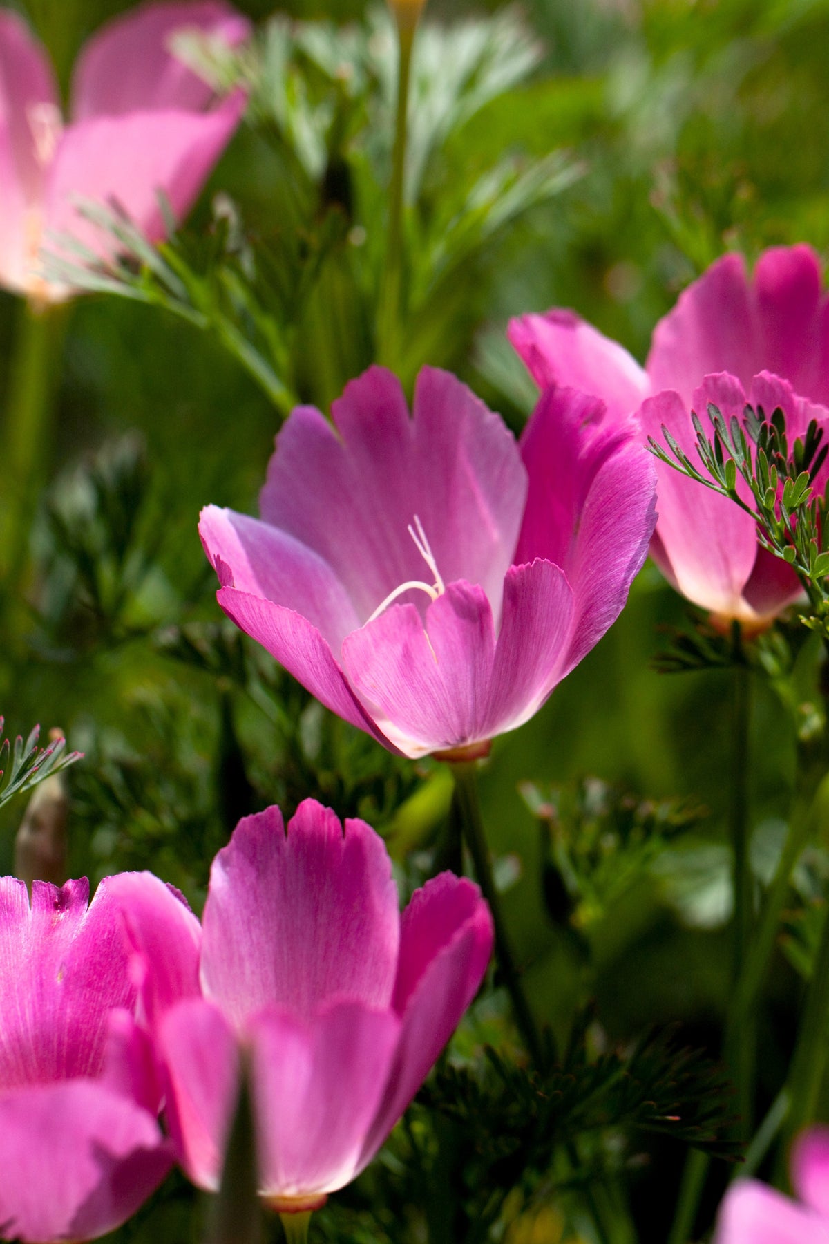 Purple Gleam California Poppy (Eschscholzia californica) Seeds – 100 ct