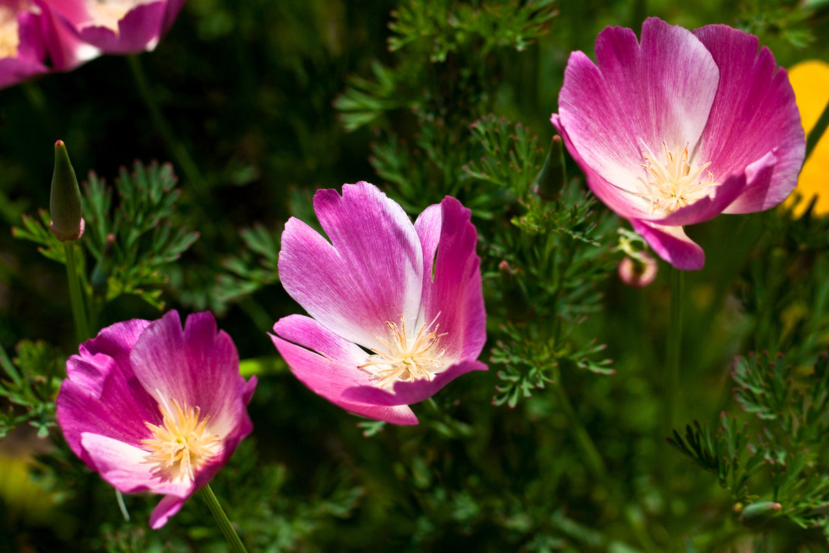 Purple Gleam California Poppy (Eschscholzia californica) Seeds – 100 ct