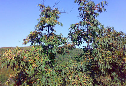 Date Plum Persimmon (Diospyros lotus) Seeds – 10 ct