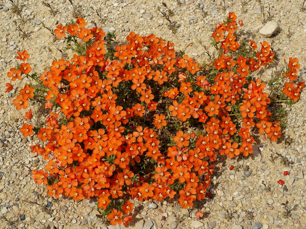 100 Scarlet Pimpernel (Adders Eyes; Anagallis Arvensis) Seeds