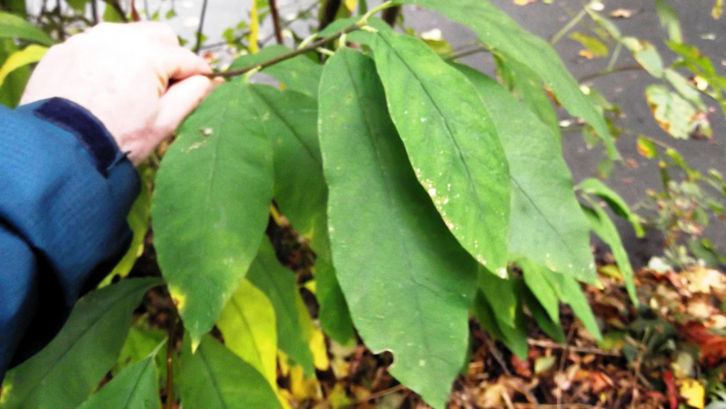 15 Indian Plum (Oemleria Cerasiformis) Seeds