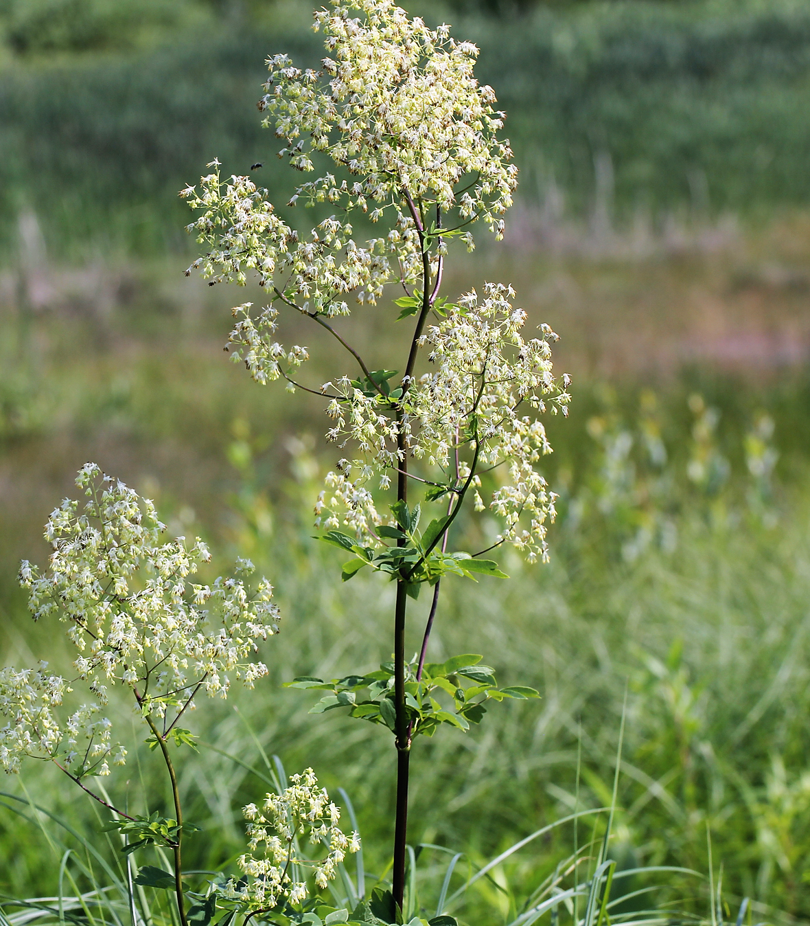 50 Purple Meadow Rue (Thalictrum Dasycarpum) Seeds