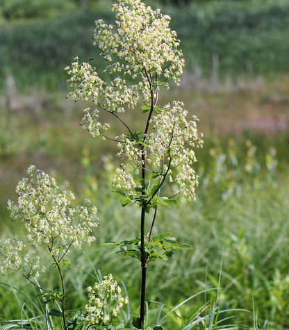 50 Purple Meadow Rue (Thalictrum Dasycarpum) Seeds