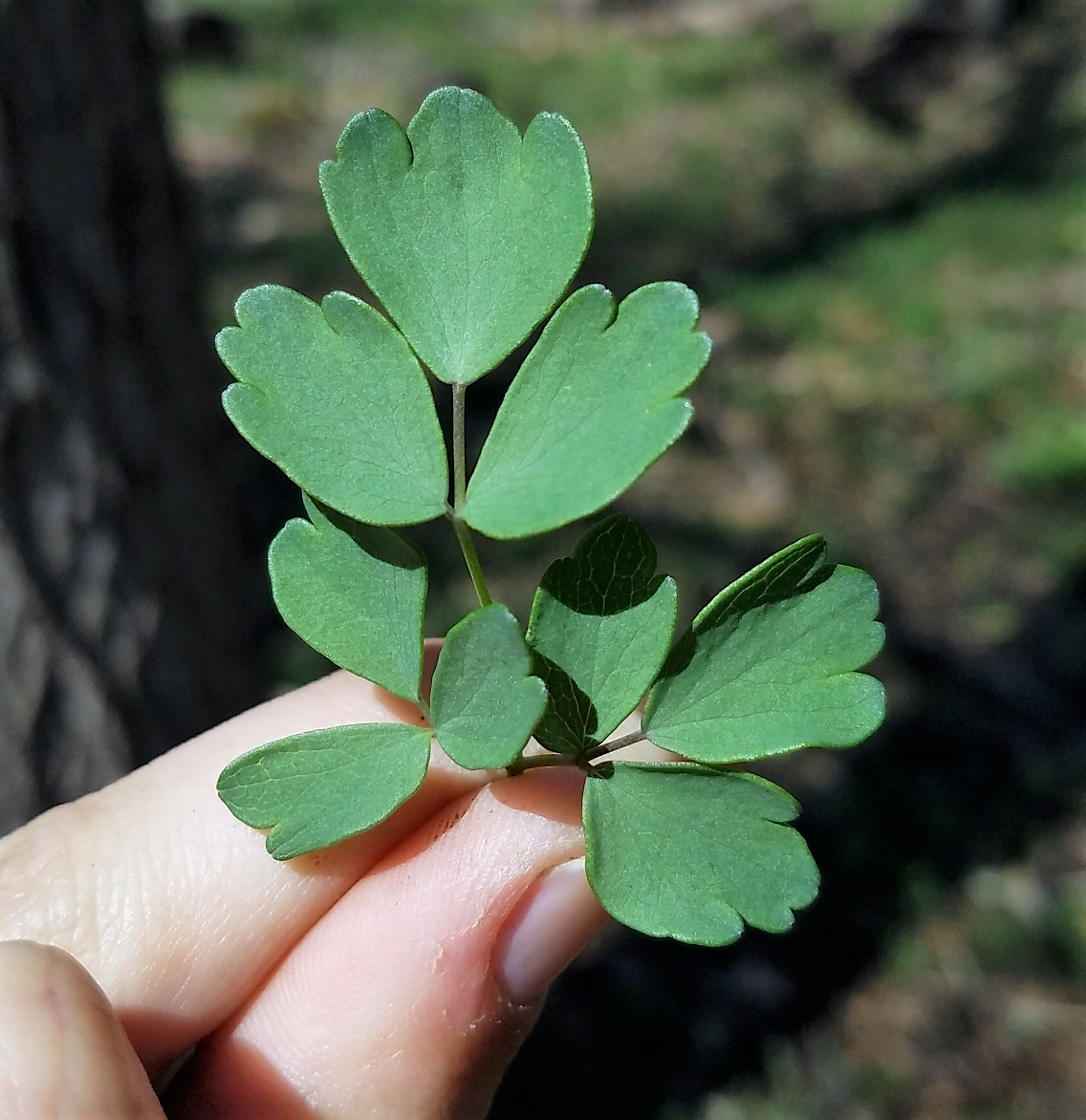 50 Purple Meadow Rue (Thalictrum Dasycarpum) Seeds