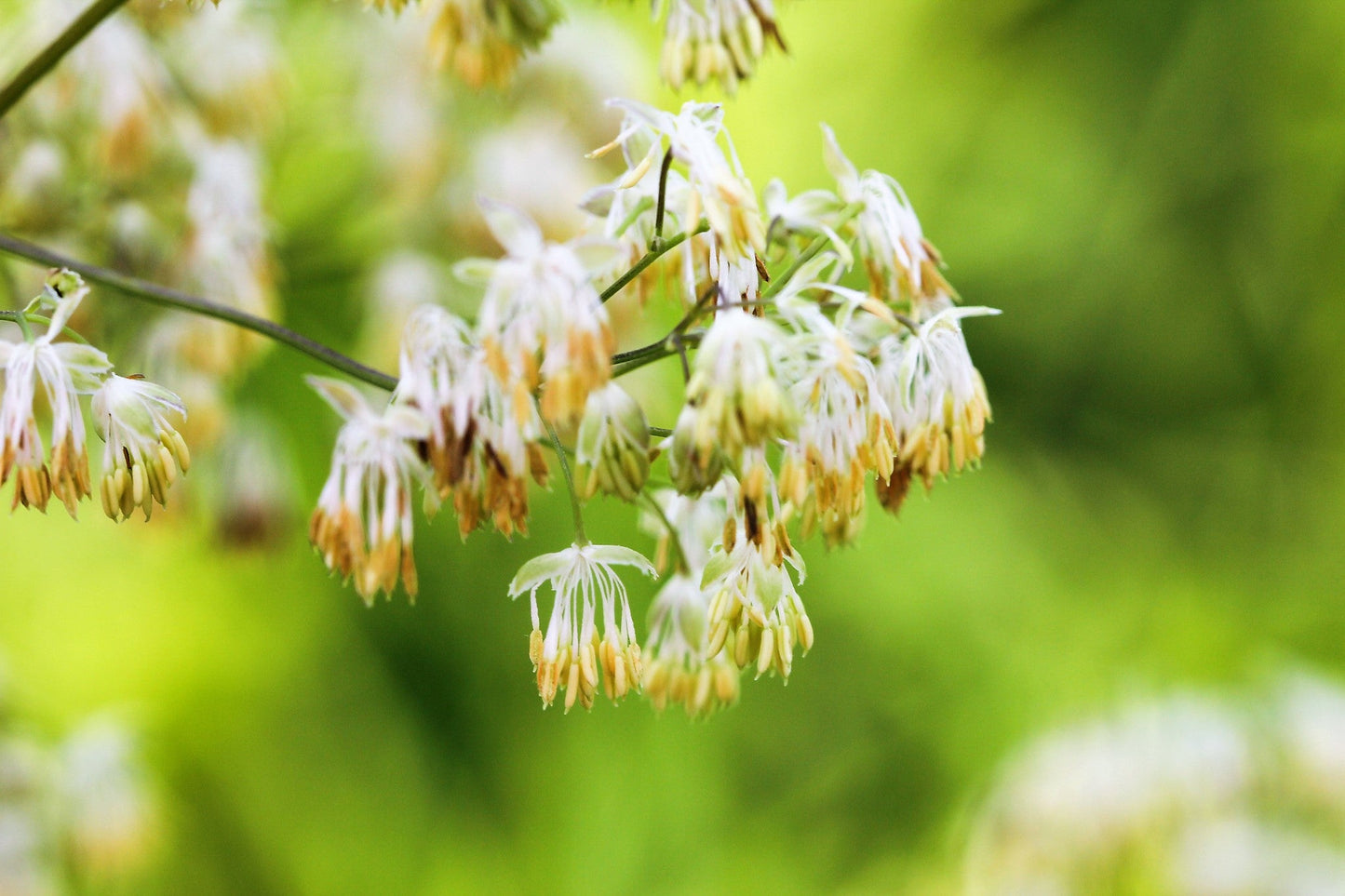 50 Purple Meadow Rue (Thalictrum Dasycarpum) Seeds