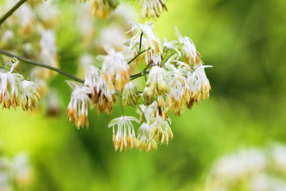 50 Purple Meadow Rue (Thalictrum Dasycarpum) Seeds