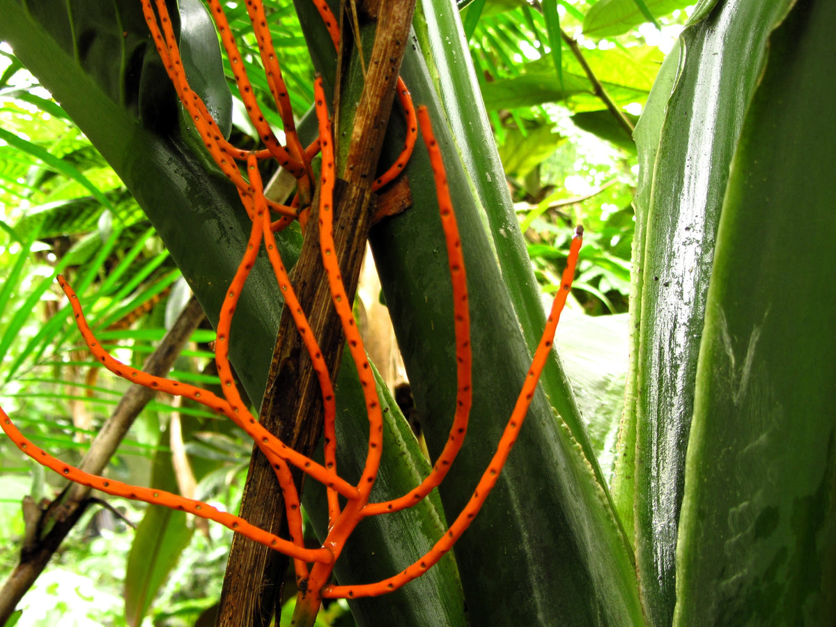 5 BAMBOO PALM Chamaedorea Seifrizii Reed or Parlor Palm Tree Sun Shade Houseplant Seeds