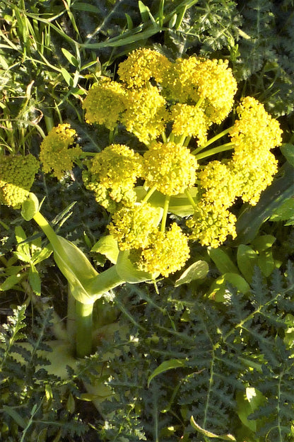 Giant Fennel (Ferula communis) Seeds – 15 ct