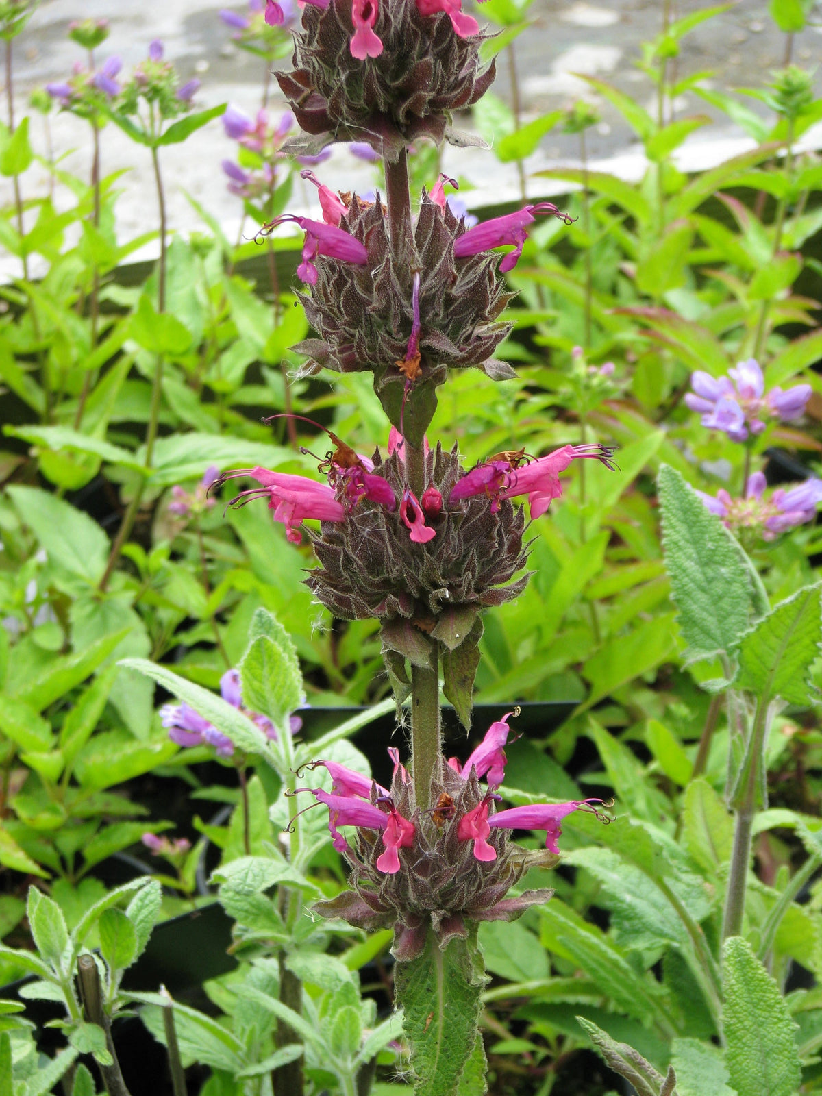 Organic Hummingbird Sage (Salvia spathacea) Seeds – 10 ct